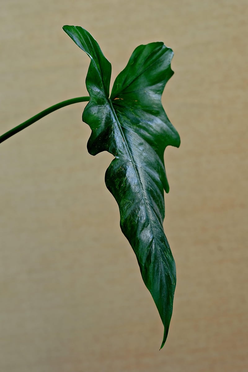 Indoor greenery options
