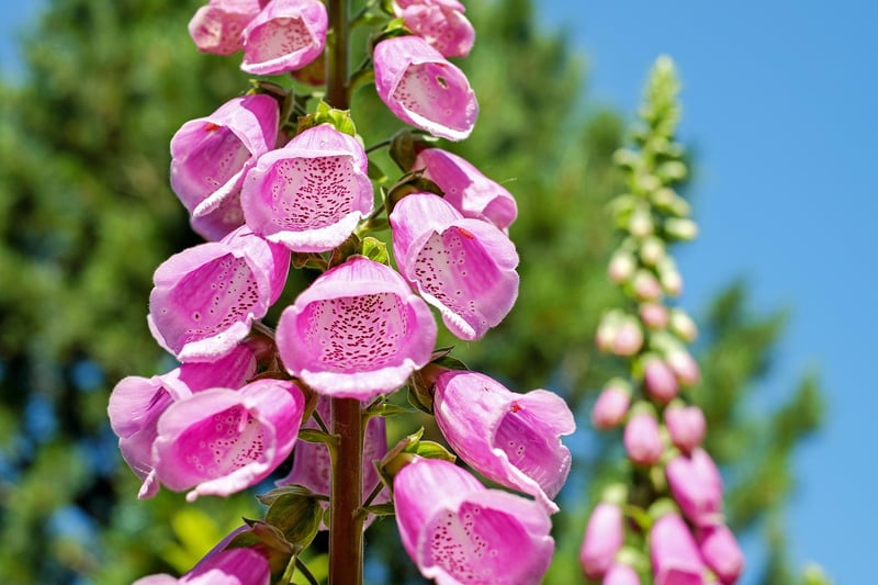 Outdoor Vertical Garden